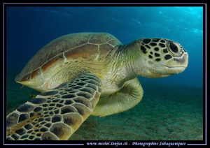 Green Turtle in the Red Sea... Last week in Marsa Shagra.... by Michel Lonfat 